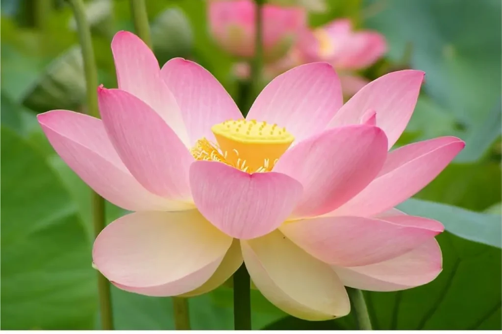 PADMA FLOWER - yoga with ramadawar