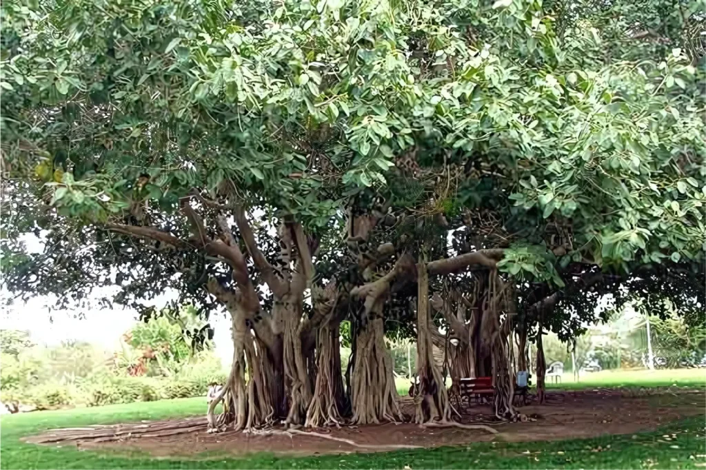 VATA TREE - yoa with ramadawar